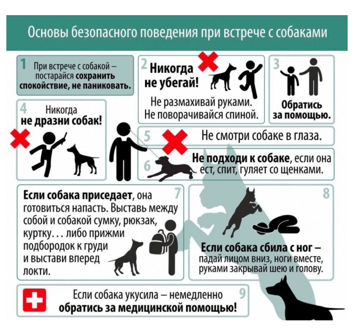 Основы безопасного поведения с собаками.